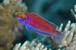 Fairy: 80197140 Solar Fairy-wrasse Manuk West dive site