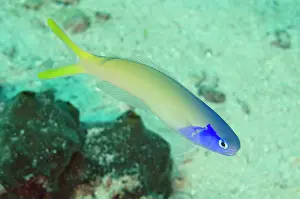 Batu: 80197142 Bluehead Tilefish Batu Jatu dive site