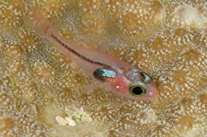 Tanimbar: 80197143 Solitary Cardinalfish - on coral during