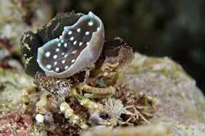 Corallimorph: 80197144 Corallimorph Decorator Crab - sitting on