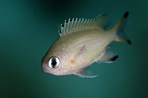 Chromis: 80197145 Scaly Chromis Kalbur dive site, Forgotten
