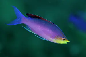 Anthias: 80197146 Purple Anthias - Nuptial male Kalbur dive