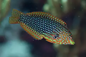 Kalbur: 80197147 Ornate Wrasse Kalbur dive site, Forgotten