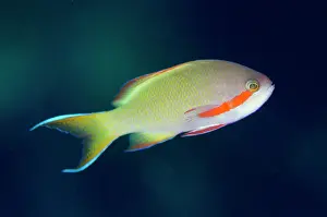Anthias: 80197151 Threadfin Anthias Kalbur dive site, Kalbur