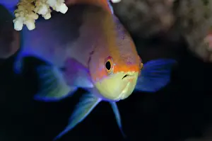 Anthias: 80197152 Purple Anthias - Female head-on view Kalbur