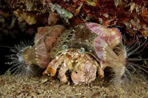 Hermit: 80197153 Anemone Hermit Crab - with anemones (Calliactis