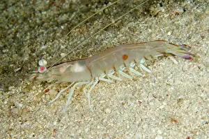 Prawn: 80197154 Western King Prawn - on sand during night