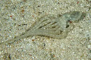 Defensive: 80197155 Long-armed Octopus - adopting defensive