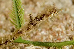Kalbur: 80197156 Shortpouch Pygmy Pipehorse - night dive