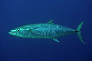 Mackerel: 80197157 Narrow Barred Spanish Mackerel Wotap Slope