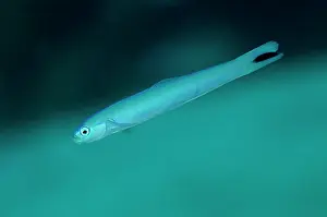 Dartfish: 80197158 Spot-tail Dartfish Wotap Slope dive site
