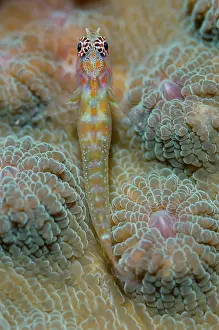 Pygmygoby: 80197159 Spotted Pygmygoby - on hard coral Pelican