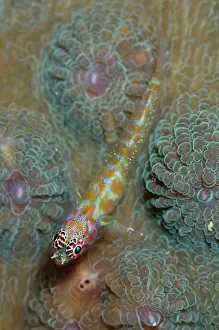 Pygmygoby: 80197160 Spotted Pygmygoby - on hard coral Pelican