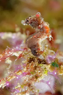 Polyp: 80197162 Pygmy Pontohi Seahorse - with purple coral