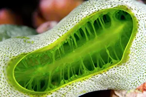 Tunicate: 80197163 Green Tunicate Ngursituli dive site, Forgotten