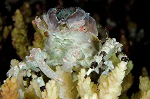 Corallimorph: 80197164 Corallimorph Decorator Crab - sitting on