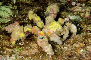 Decorator: 80197165 Blunt Decorator Crab - camouflaged Ngursituli