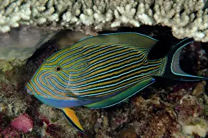 Surgeonfish: 80197166 Striped Surgeonfish Ngursituli dive site