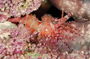Marbled: 80197167 Common Marbled Shrimp - on hard coral