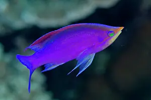 Anthias: 80197168 Purple Anthias - Nuptial male Dai North