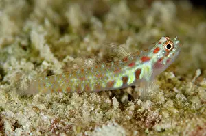 Guttata: 80197169 Spotted Dwarfgoby Dai North dive site