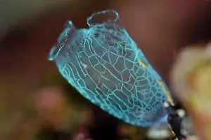 Squirt: 80197170 Sea Squirt Dai North dive site, Forgotten