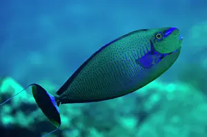 Slope: 80197171 Bignose Unicornfish Dewara Slope dive site