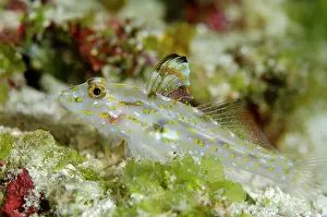 Sandgoby: 80197172 Large Sandgoby - with erect fin Dewara
