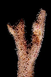 Tanimbar: 80197173 Coral - with fish eggs Dewara Wall dive
