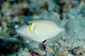 Tanjung: 80197174 Scythe Triggerfish Tanjung Selu dive site