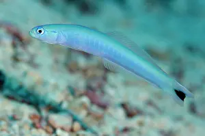Tanjung: 80197175 Spot-tail Dartfish Tanjung Selu dive site
