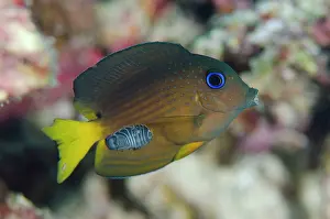 Lipped: 80197176 Pale-lipped Surgeonfish - juvenile with