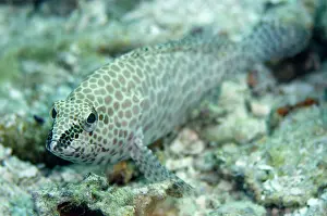 Epinephelus: 80197177 Honeycomb Grouper - on sand Karang Barasadi