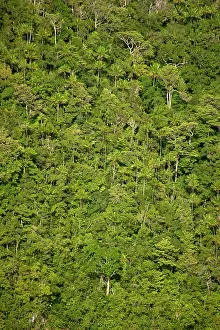 Clean: 80197179 Rainforest - trees on island by coast