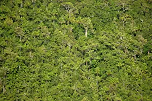 Clean: 80197180 Rainforest - trees on island by coast Raja