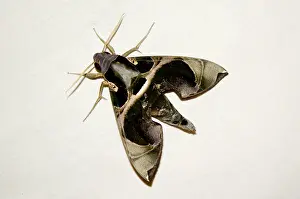 Kings: 80197181 Hawk moth Raja Ampat (4 Kings) area, West