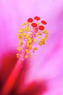 Stigma: 80197182 Hibiscus Style - with stigma and anthers