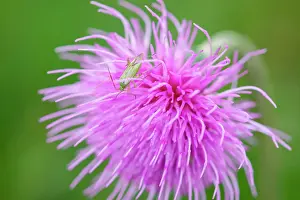 Capsid: 80197189 Black Kneed Capsid - on Meadow Thistle