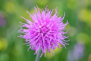 Thistle: 80197190 Meadow Thistle - with raindrops Norfolk
