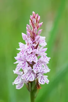 Dactylorhiza: 80197191 Heath Spotted Orchid Norfolk, UK Dactylorhiza