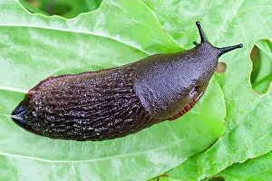 Arionidae: 80197192 Black Slug on vegetable leaves Norfolk