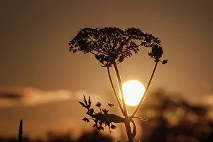 Umbellifer: 80197194 Umbellifer - sillhouetted against setting
