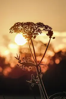 Umbellifer: 80197195 Umbellifer - sillhouetted against setting