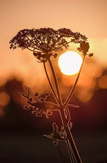 Umbellifer: 80197196 Umbellifer - sillhouetted against setting
