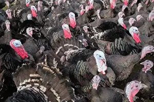 Meleagris: 80197198 Norfolk Black Turkeys Norfolk, UK Meleagris