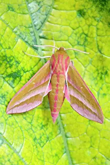 Deilephila: 80197199 Elephant Hawk Moth Norfolk, UK Deilephila