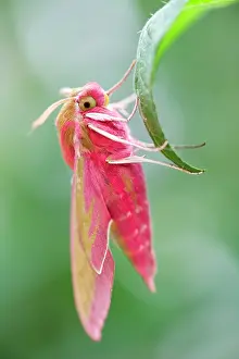 Deilephila: 80197200 Elephant Hawk Moth Norfolk, UK Deilephila