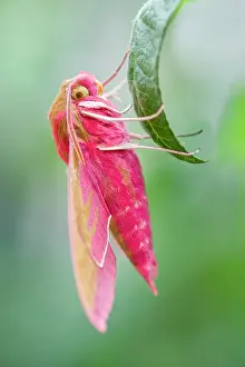 Deilephila: 80197201 Elephant Hawk Moth Norfolk, UK Deilephila