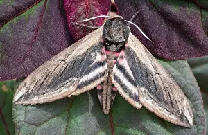Privet: 80197202 Privet Hawk Moth - resting on leaves Norfolk