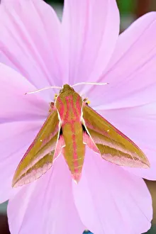 Cosmos: 80197203 Elephant Hawk Moth - on Cosmos flower Norfolk